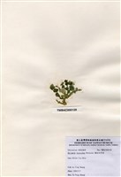 藏品(盤狀仙掌藻)的圖片